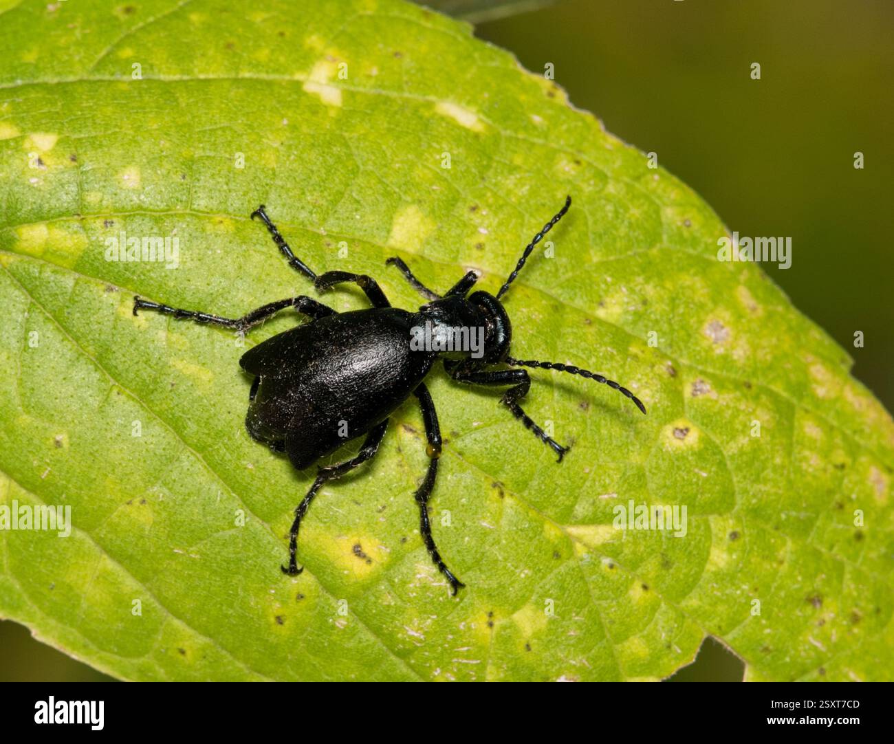 Coleottero americano Meloe americanus insetto sul controllo della natura delle foglie. Foto Stock