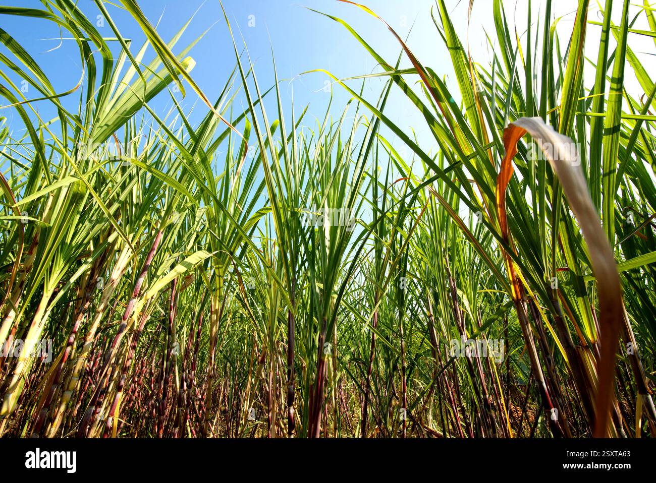 Pianta di canna da zucchero in una piantagione a bordo strada a Karanganyar, Giava centrale, Indonesia. Foto Stock