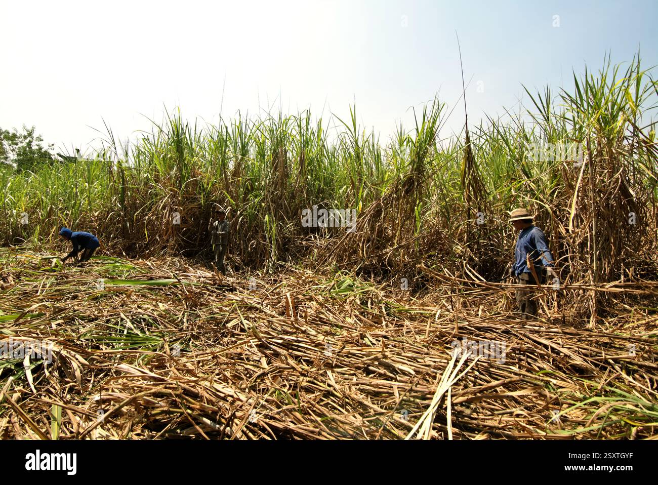 Lavoratori che raccolgono la canna da zucchero in un'area di piantagione, che è riuscita a fornire la linea di produzione del Tasikmadu Sugar Mill a Karanganyar, Giava Centrale, Indonesia. Foto Stock