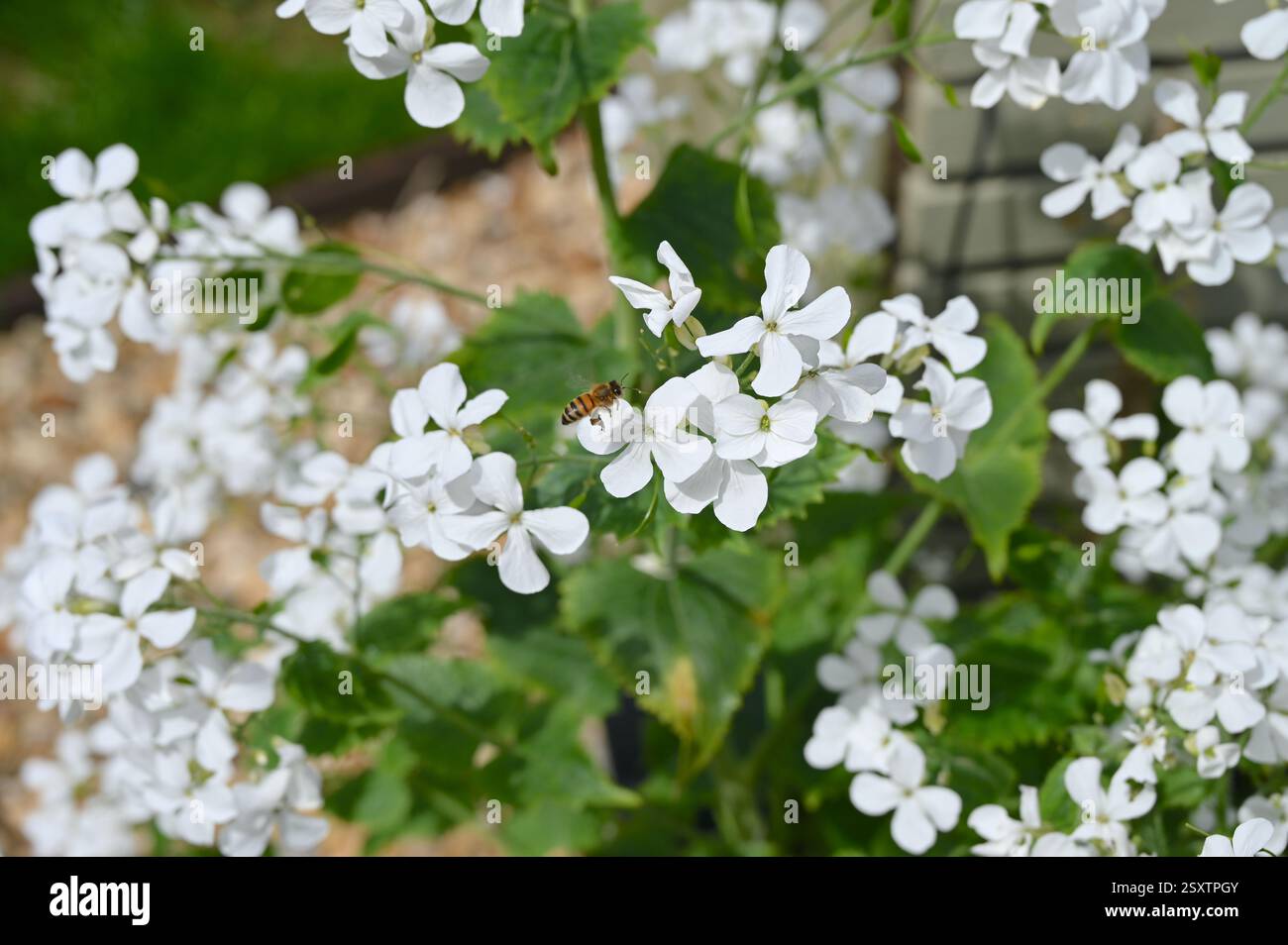 Fiori bianchi e api nel giardino illuminato dal sole. Foto Stock