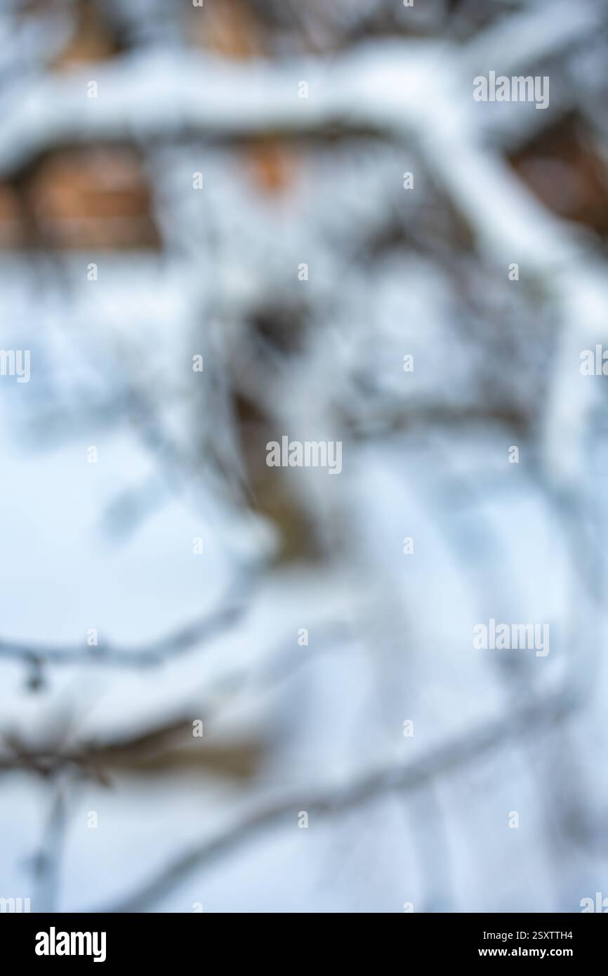 Incantati dalla morbida neve bianca, i rami si intrecciano per formare un pittoresco paesaggio invernale. La scena fredda evoca un senso di calma e bellezza stagionale Foto Stock