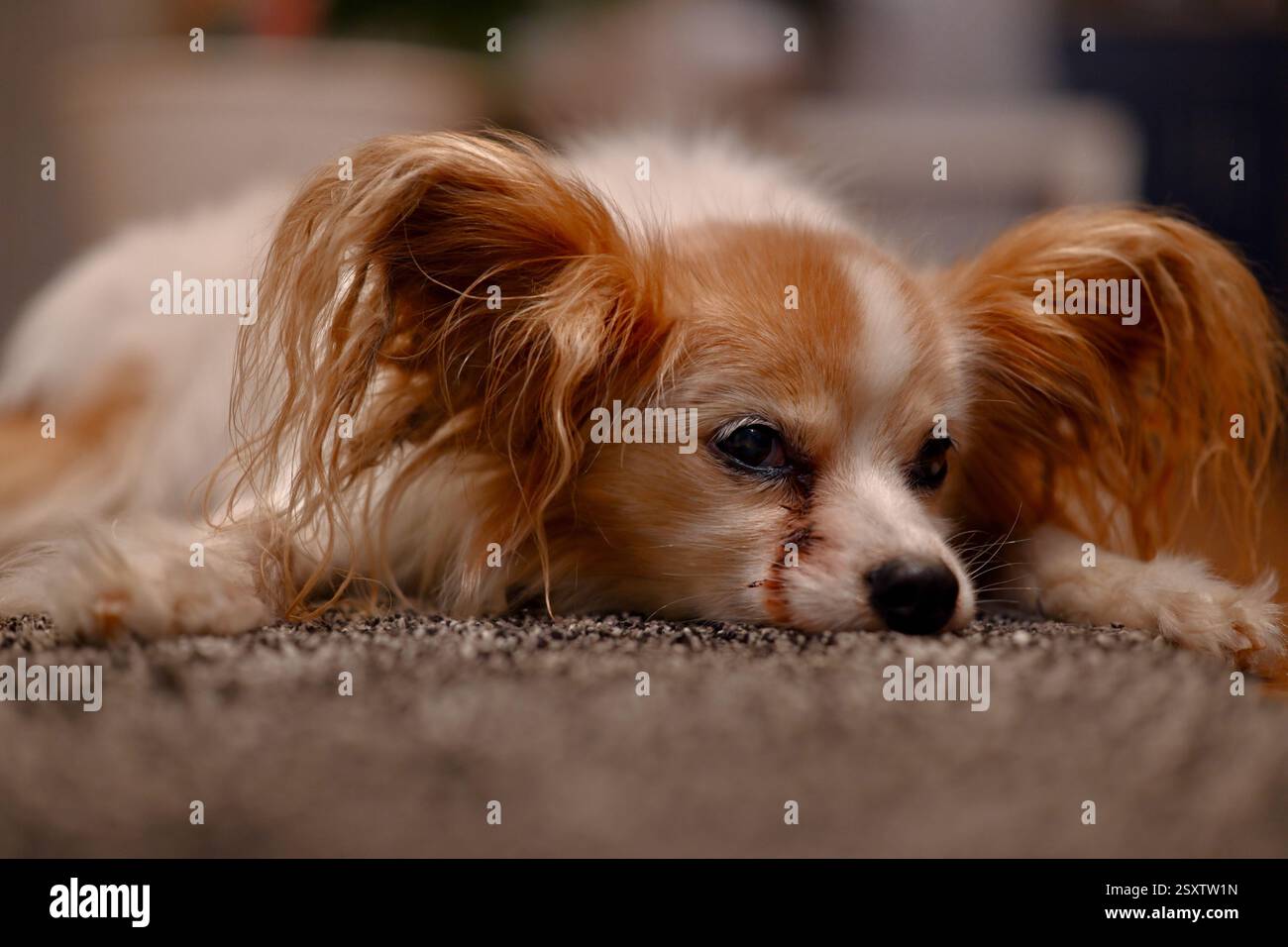 Il vecchio cane papillon giace sul tappeto Foto Stock