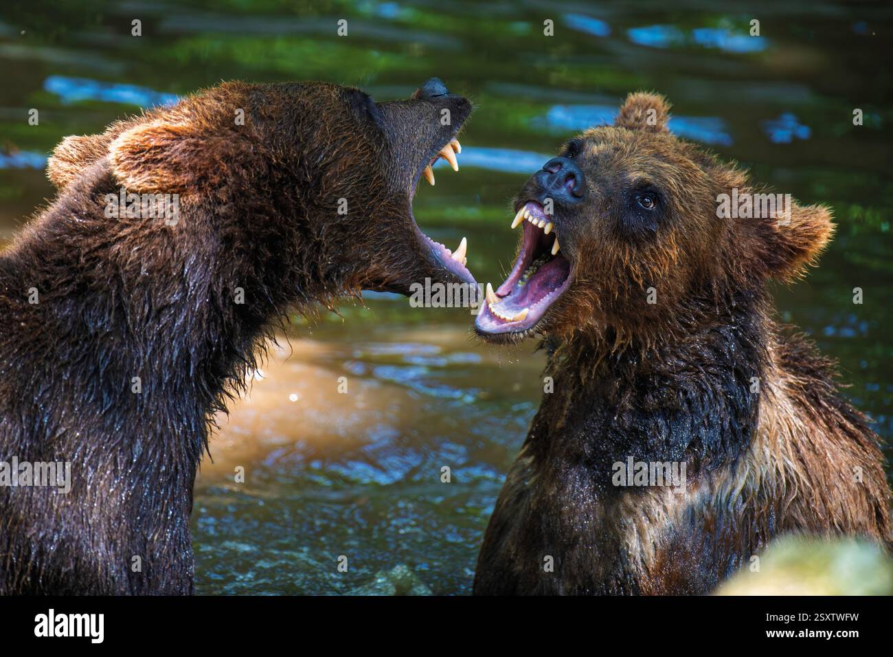 Due orsi bruni selvatici (Ursus arctos) giocano o combattono sullo stagno nella foresta estiva. Animale in habitat naturale. La scena della fauna selvatica Foto Stock
