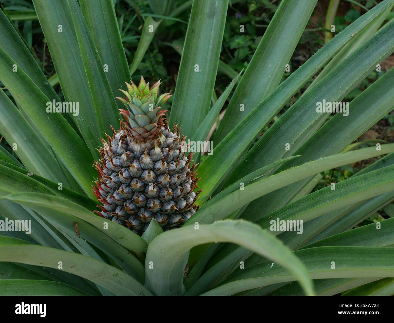 Frutta giovane di ananas su pianta di albero con sfondo verde naturale, gustosa frutta tropicale sulla campagna Foto Stock