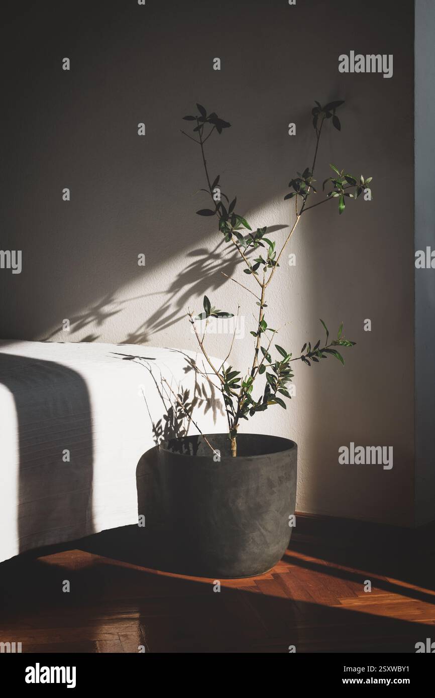 Olivo in vaso al coperto al sole del pomeriggio Foto Stock