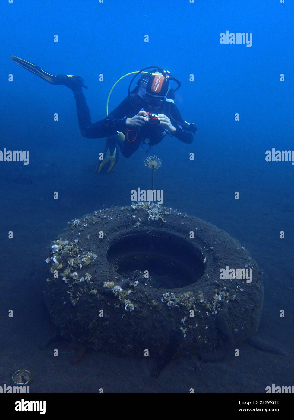 Immersioni subacquee nel mare Adriatico, fotografia subacquea, Croazia Foto Stock