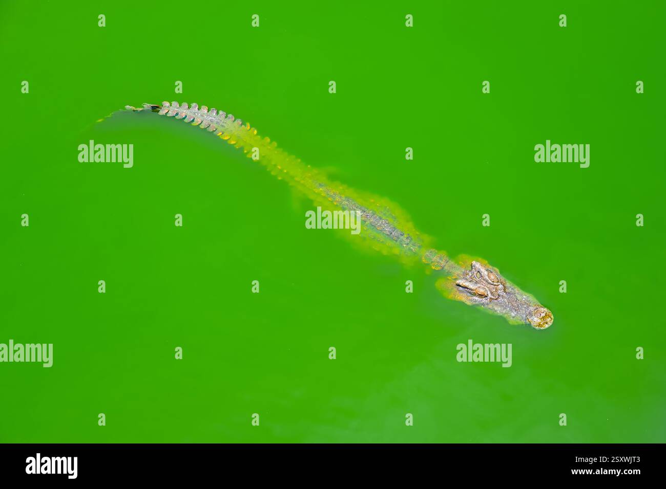 Un coccodrillo scivola senza sforzo attraverso l'acqua verde vibrante, mostrando il suo corpo forte e le caratteristiche distintive in un ambiente tropicale in una giornata di sole. Foto Stock