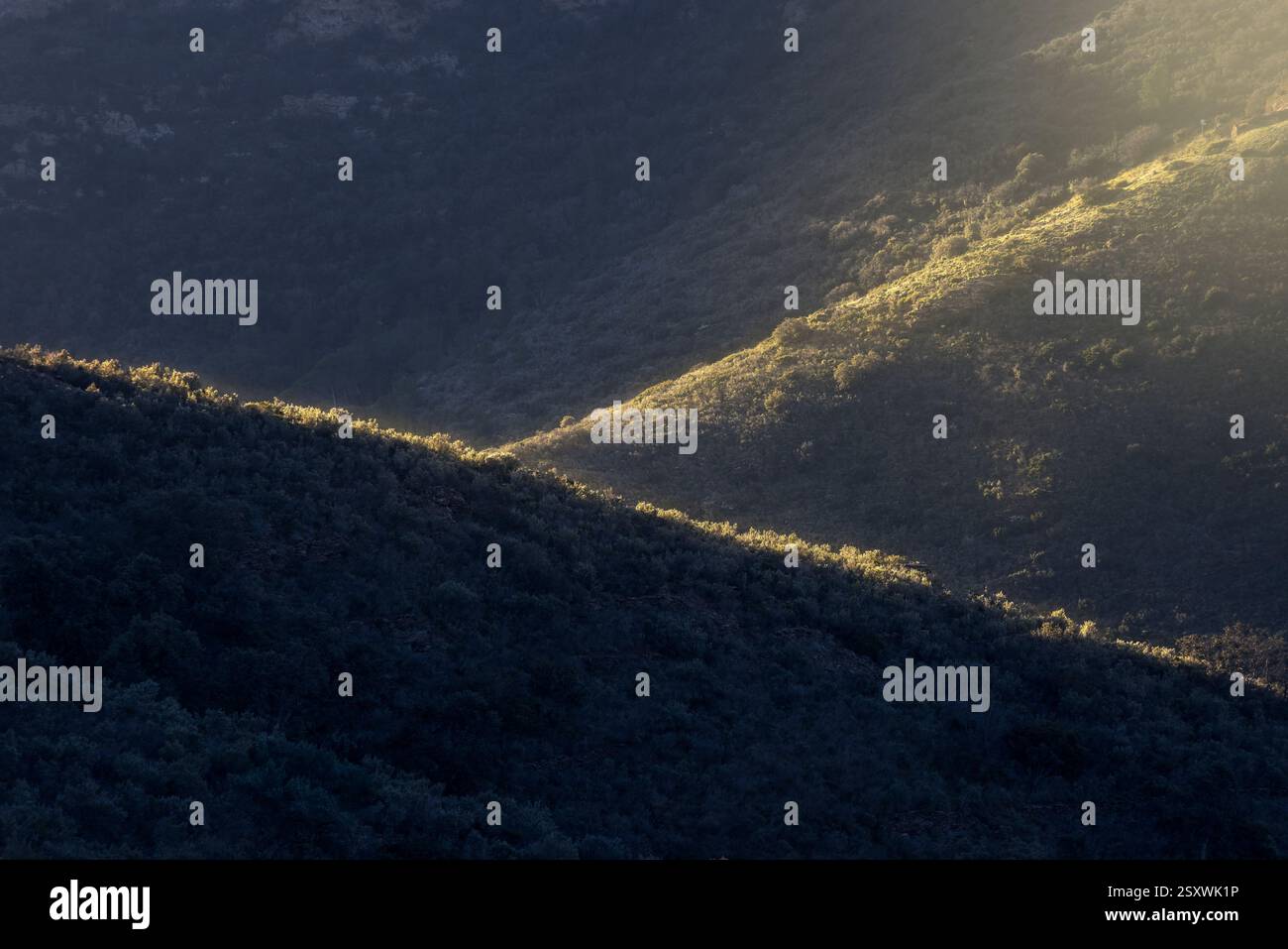 La luce soffusa del mattino rivela i contorni delle colline lussureggianti, creando un'atmosfera serena e tranquilla in natura. Foto Stock