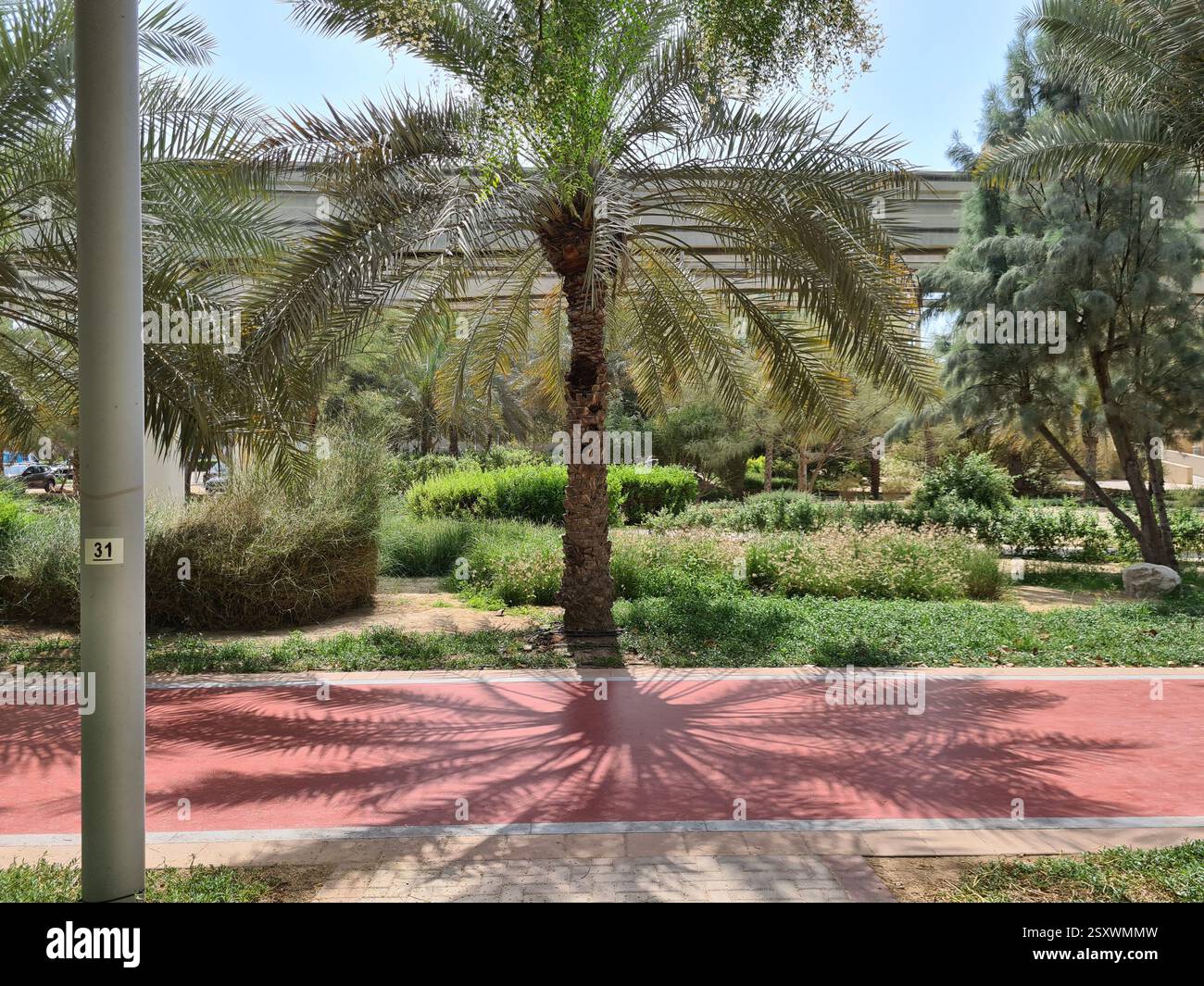 Vista orizzontale di un'ombra di palme su un percorso di corsa rosso a Palm Jumeirah, Dubai, Emirati Arabi Uniti - Immagine stock catturata con smartphone