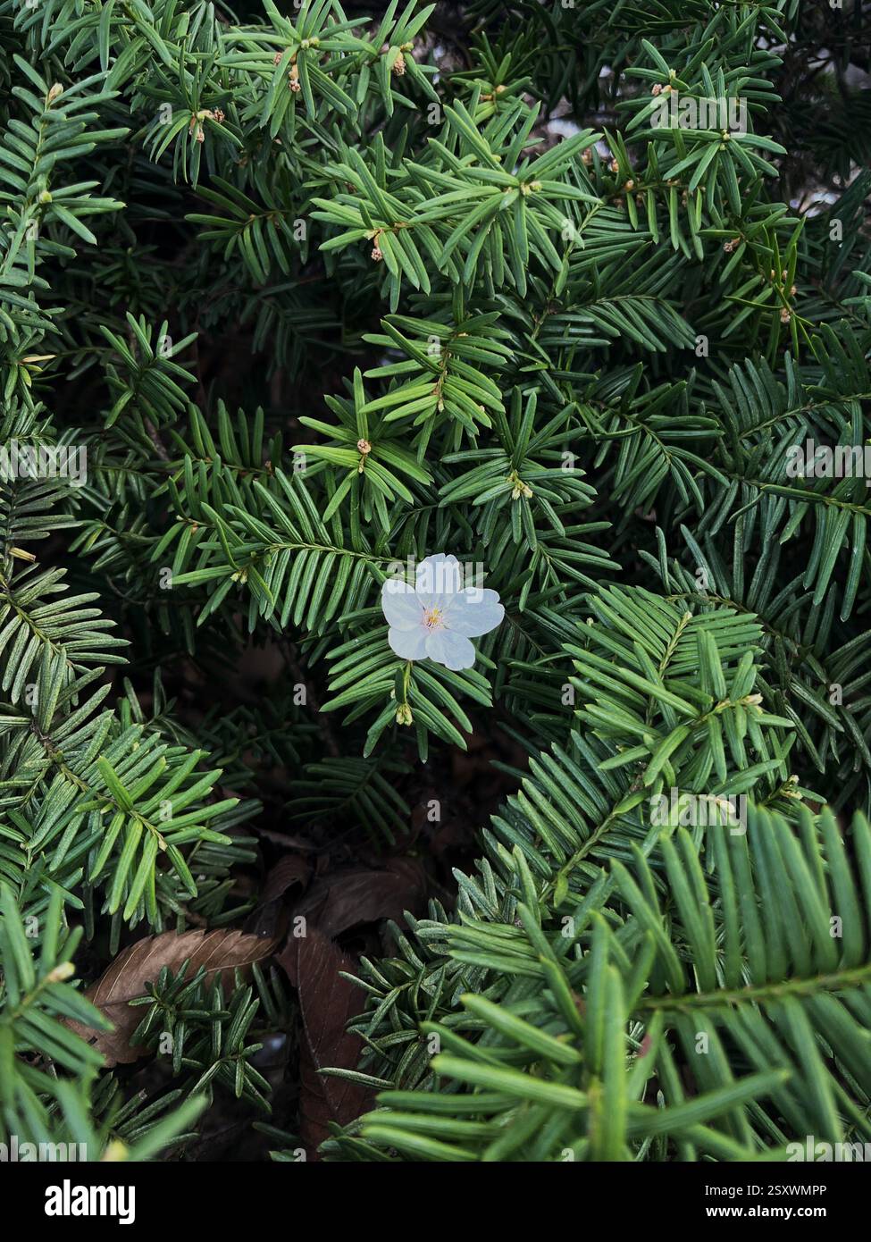 Un Fiore Sakura caduto poggia delicatamente tra i fitti cespugli verdi sottostanti, un delicato ricordo della fugace bellezza della primavera. Foto Stock