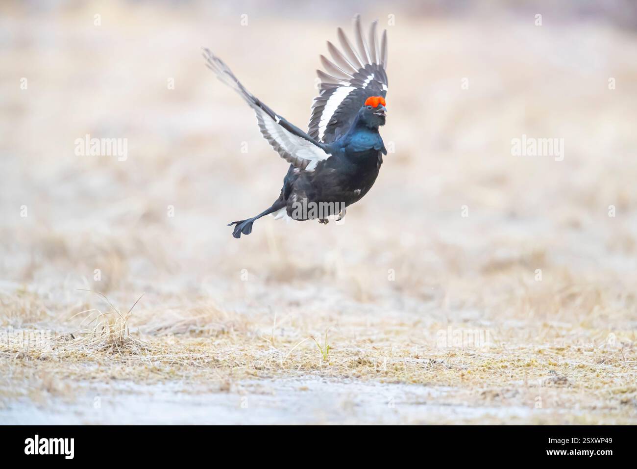 Grouse nero (Tetrao tetrix, Lyrurus tetrix). Maschio (blackcock) che mostra a lek. Svezia Foto Stock