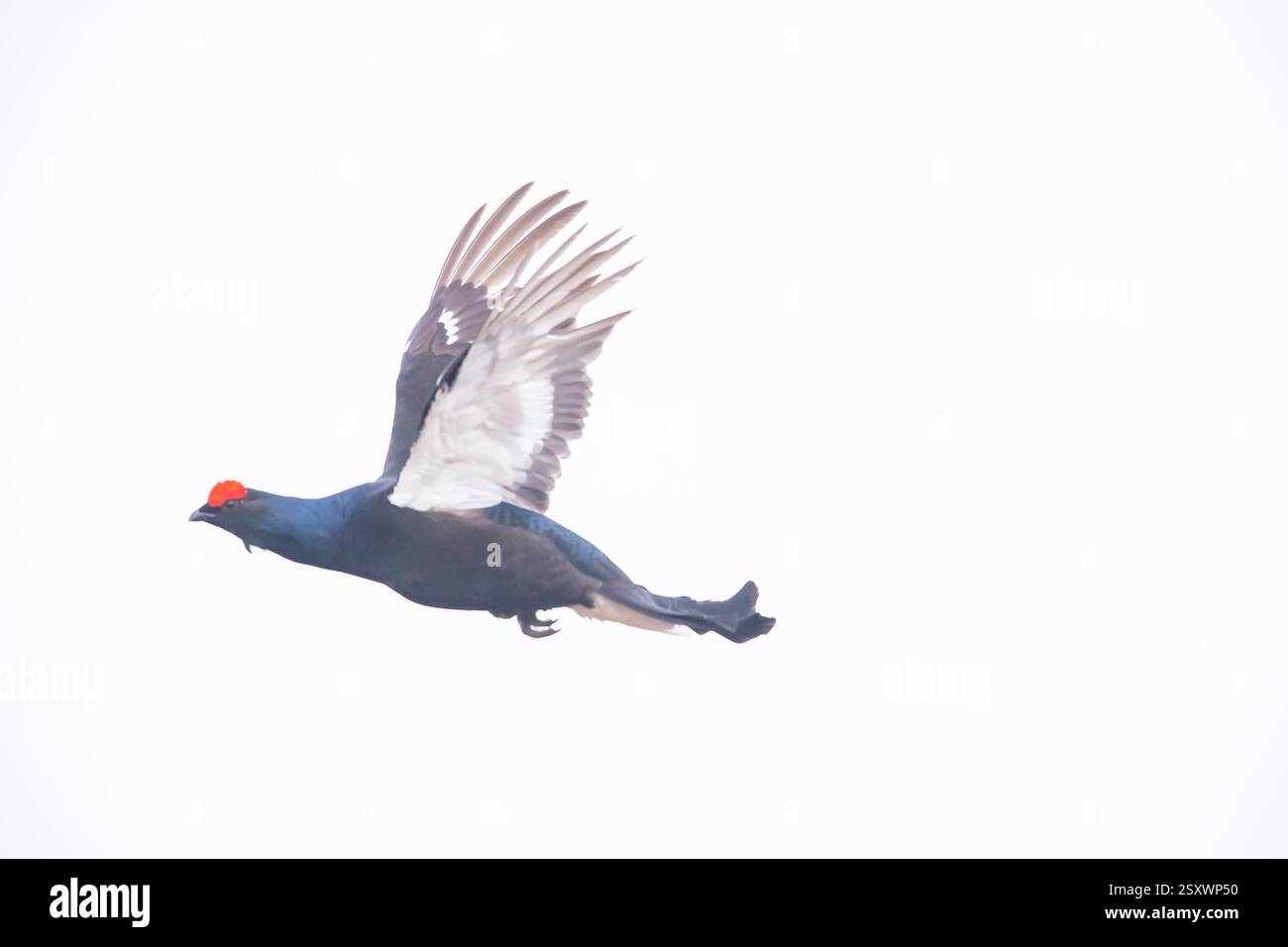 Grouse nero (Tetrao tetrix, Lyrurus tetrix). Maschio (blackcock) in volo. Svezia Foto Stock