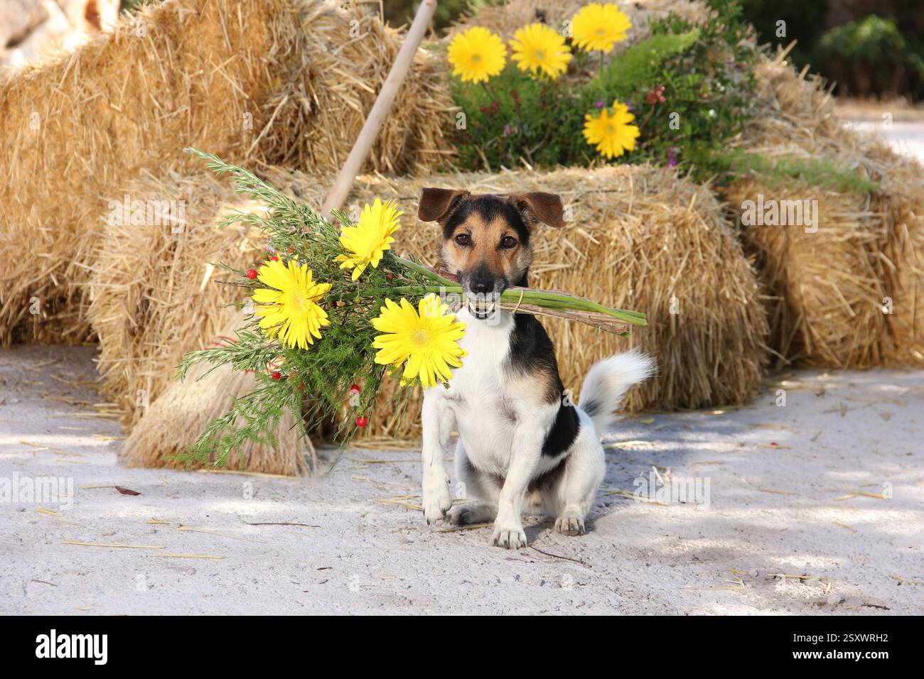 Jack Russell Terrier (1,5 anni) seduto accanto a balle di paglia e una scopa portando un mazzo di fiori nella sua bocca. Spagna Foto Stock