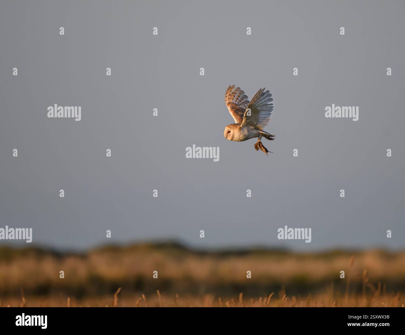 Barn owl Tyto alba, in volo trasportando un'uccisione di ole, sole del tardo pomeriggio, Teesmouth, Cleveland, Inghilterra, Regno Unito, agosto. Foto Stock