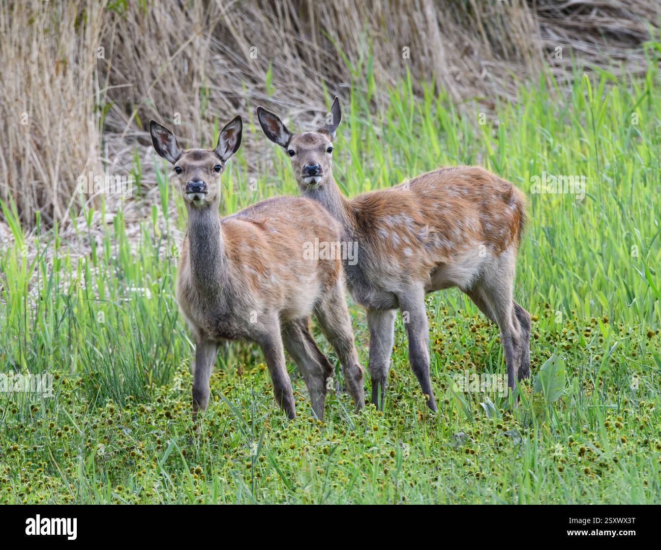 Cervo Cervus elaphus, vitelli gemelli in piedi in alveo, RSPB Leighton Moss Nature Reserve, Lancashire, Inghilterra, Regno Unito, settembre. Foto Stock
