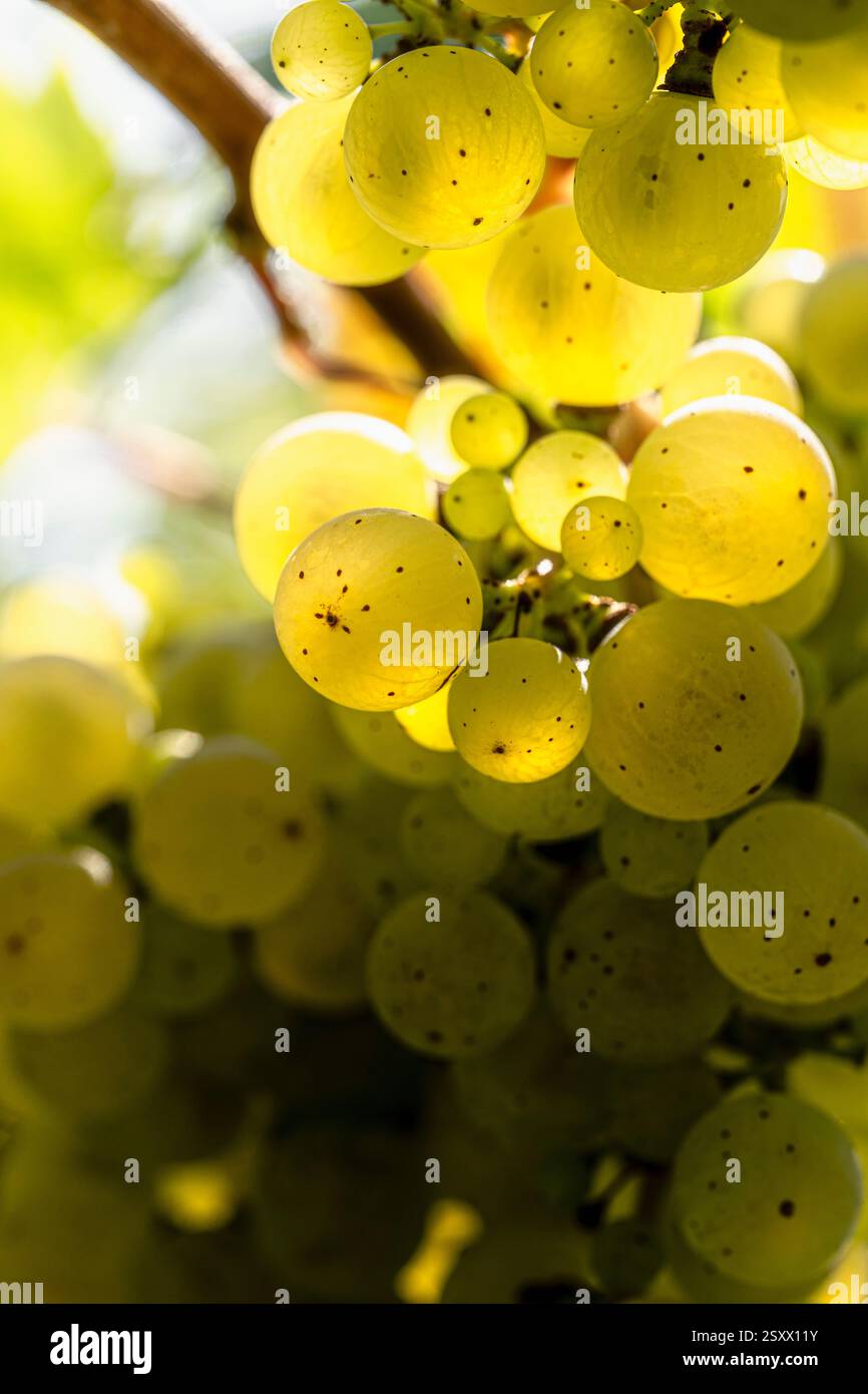 Primo piano luce solare che illumina l'uva verde traslucida che cresce sulla vite Foto Stock