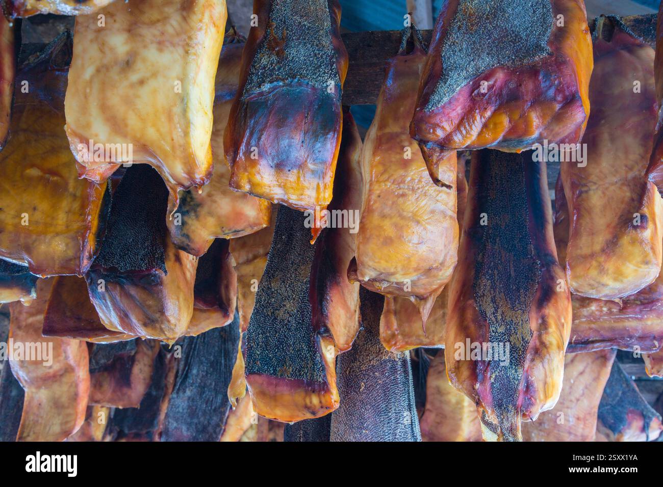 Squalo della Groenlandia (Somniosus microcephalus). Carne appesa per diventare commestibile. Snaefellsnes, Islanda Foto Stock