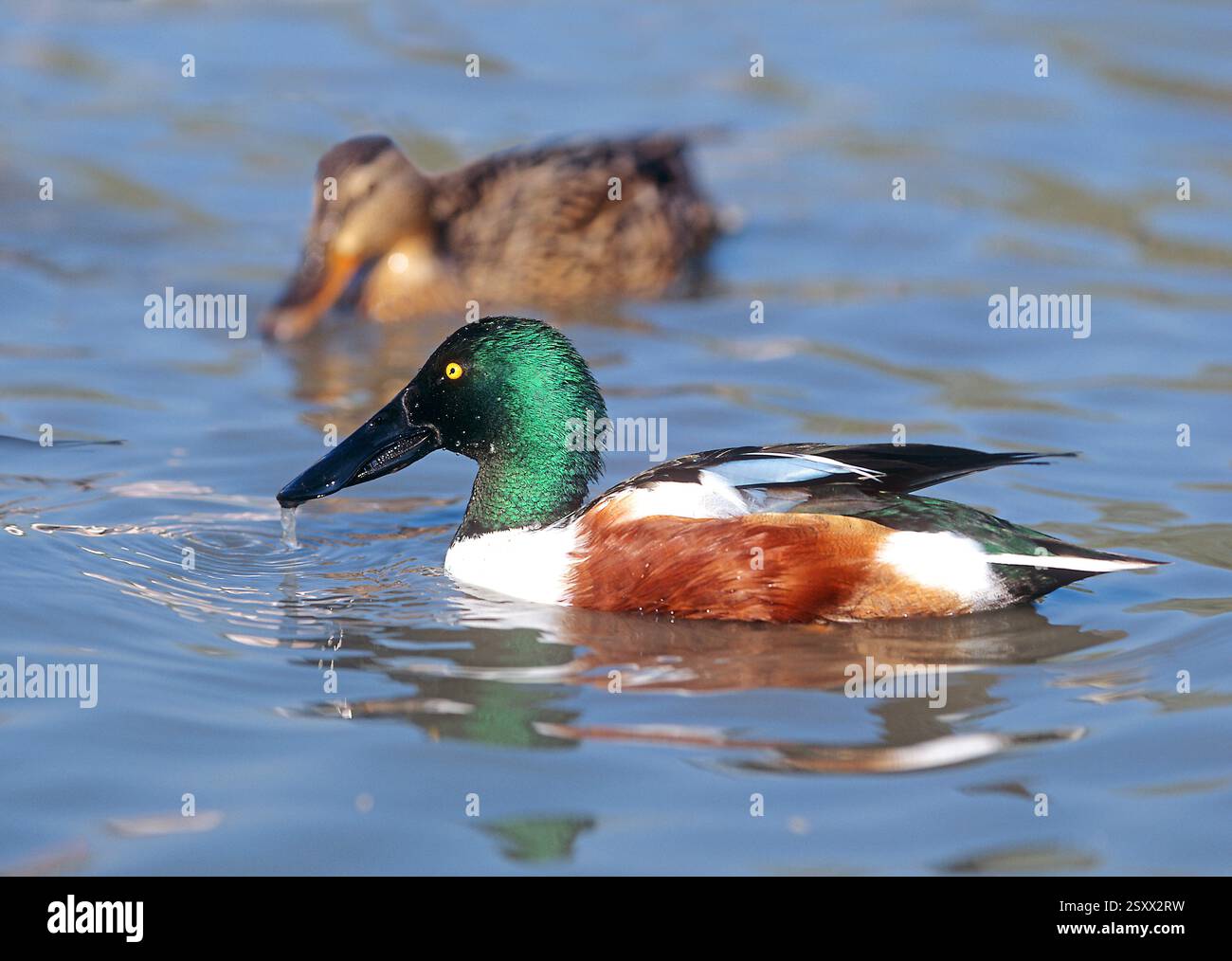 Northern mestolone (Anas clypeata). Giovane a dedicarmi per alimenti Foto Stock