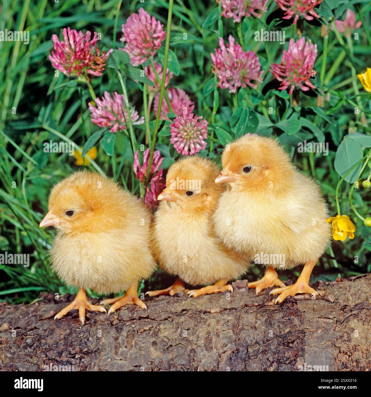 Pollo domestico. Tre pulcini in piedi davanti al trifoglio rosso fiorito. Germania Foto Stock