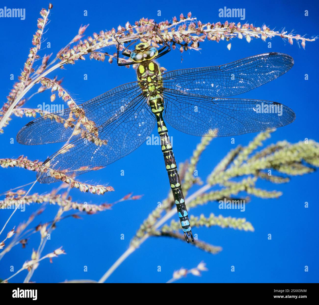 Hawker meridionale (Aeshna cyanea) poggiato su un gambo di erba cipollina. Germania. Oberschwaben Foto Stock