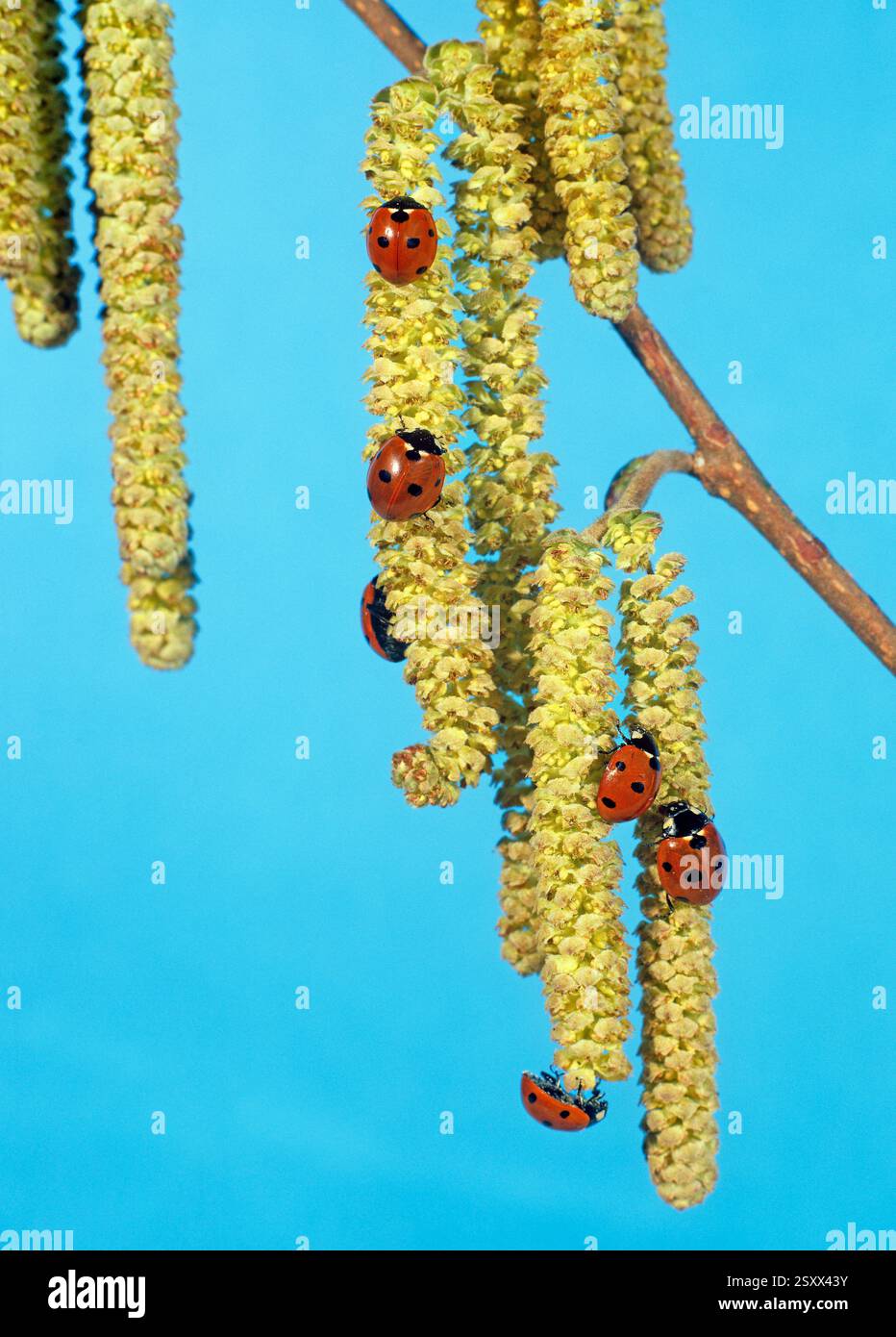 Ladybird a sette punti, Sevenspot Ladybird, Ladybird a 7 punti (Coccinella septempunctata). Coleotteri su noccioli comuni, fiori maschi di noce (gatti). Germania Foto Stock