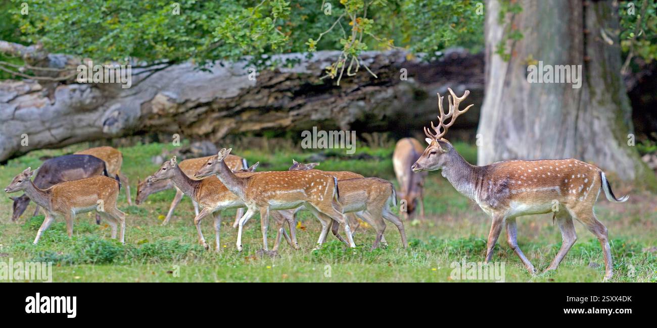 Daino (Dama dama). Buck and Does camminando attraverso la foresta di querce di Ivenak, Meclemburgo-Pomerania occidentale, Germania Foto Stock