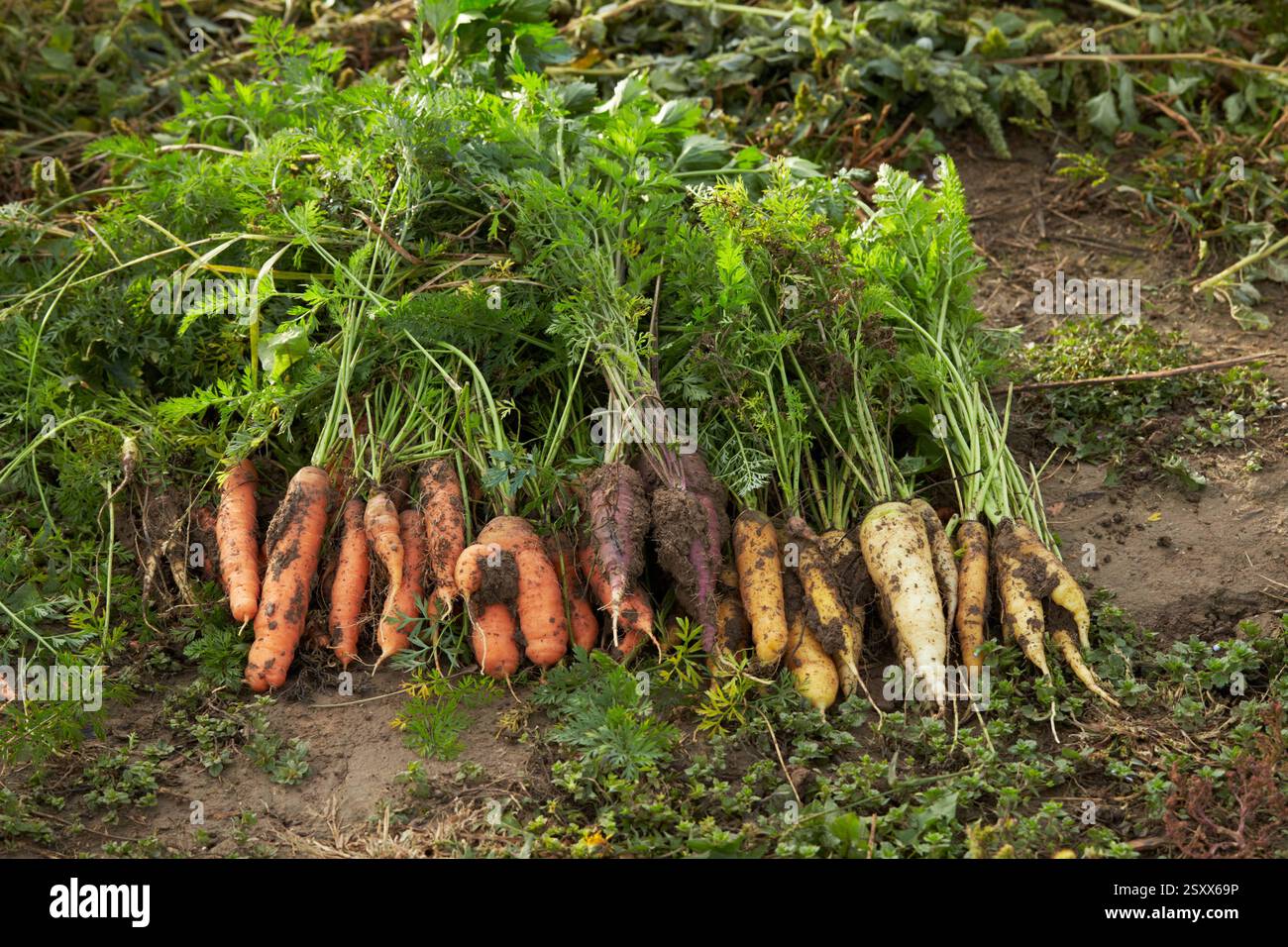 Carote appena raccolte (Daucus carota sativus) distese sul suolo. Germania Foto Stock