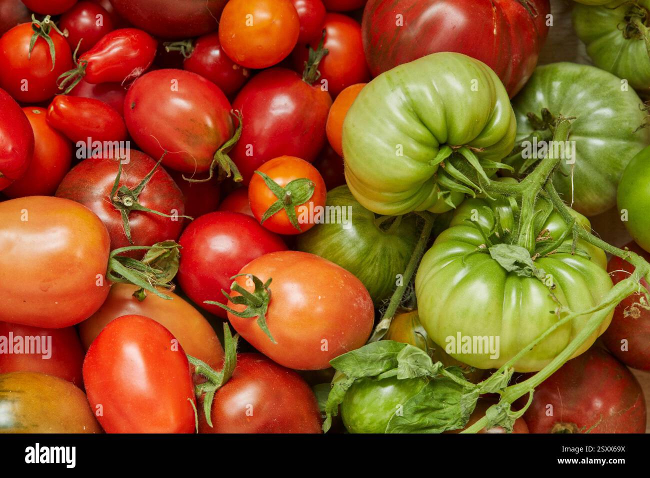 Pomodoro (Lycopersicon lycopersicon). Varietà diverse, selezione di frutta casalinga Foto Stock