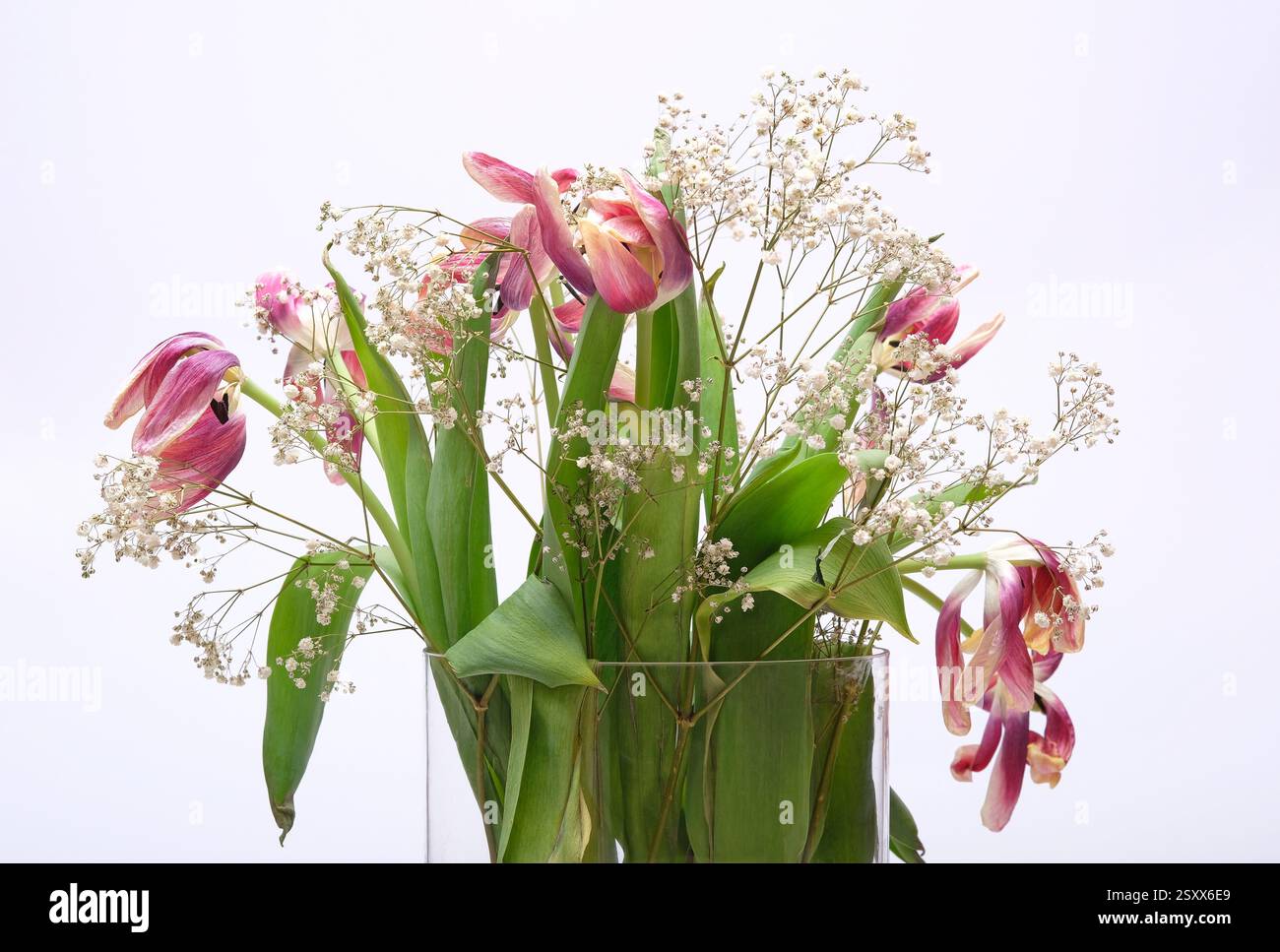 tulipani morenti e gypsophila in vaso di vetro su sfondo bianco Foto Stock