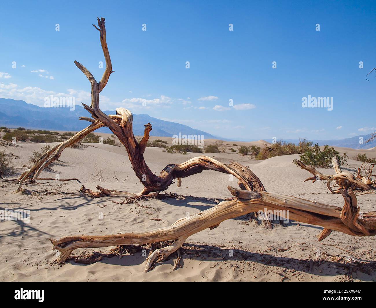 Legna secca nel deserto delle distese di mesquite nella Valle della morte, Stati Uniti Foto Stock