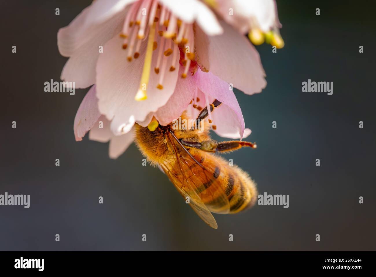 Ape all'interno di un fiore di ciliegio che raccoglie nettare Foto Stock