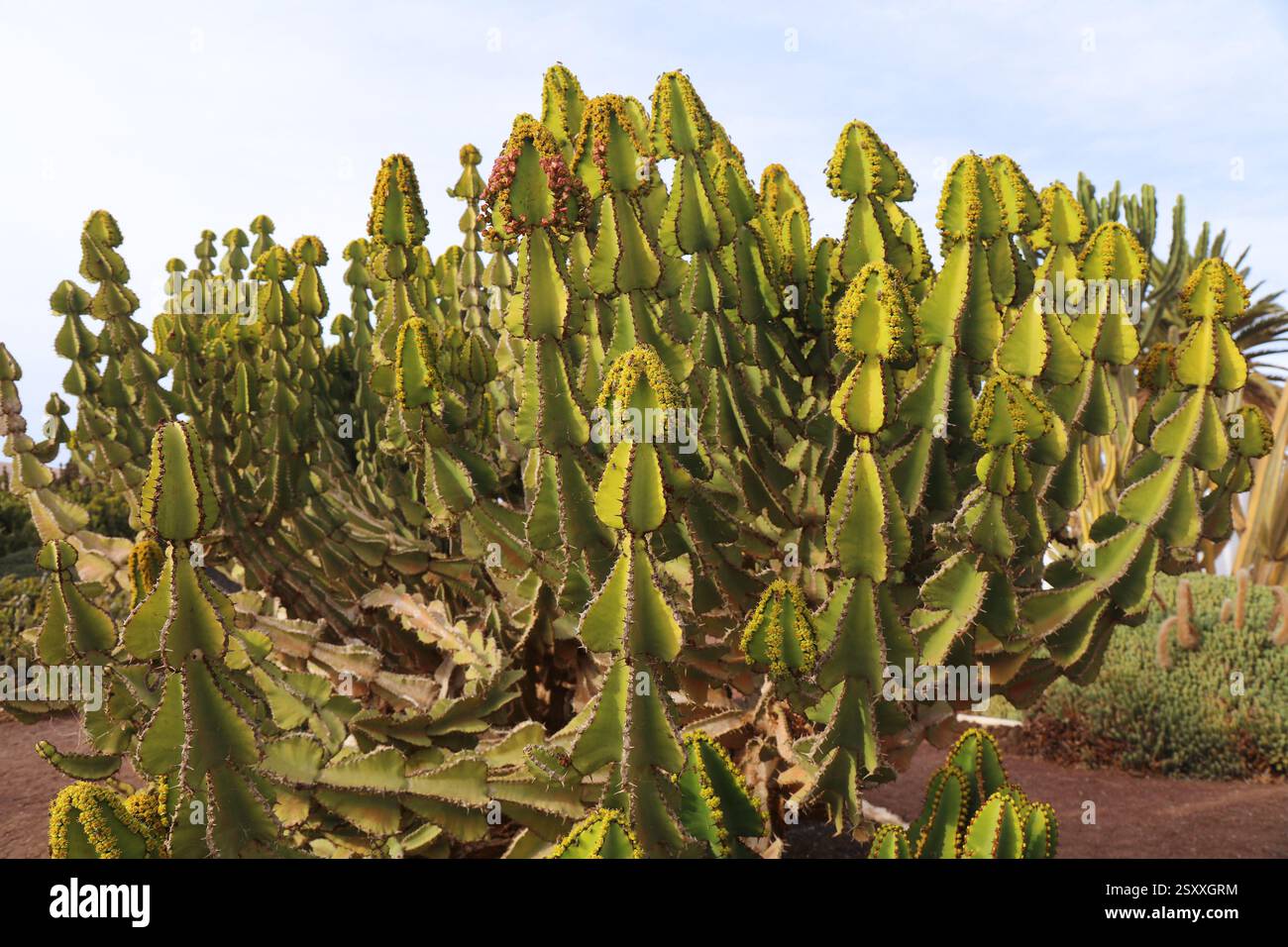 Euphorbia cooperi o albero Transvaal candelabra. Spurga specie di piante succulente in un giardino a Fuerteventura, nelle isole Canarie in Spagna. Foto Stock