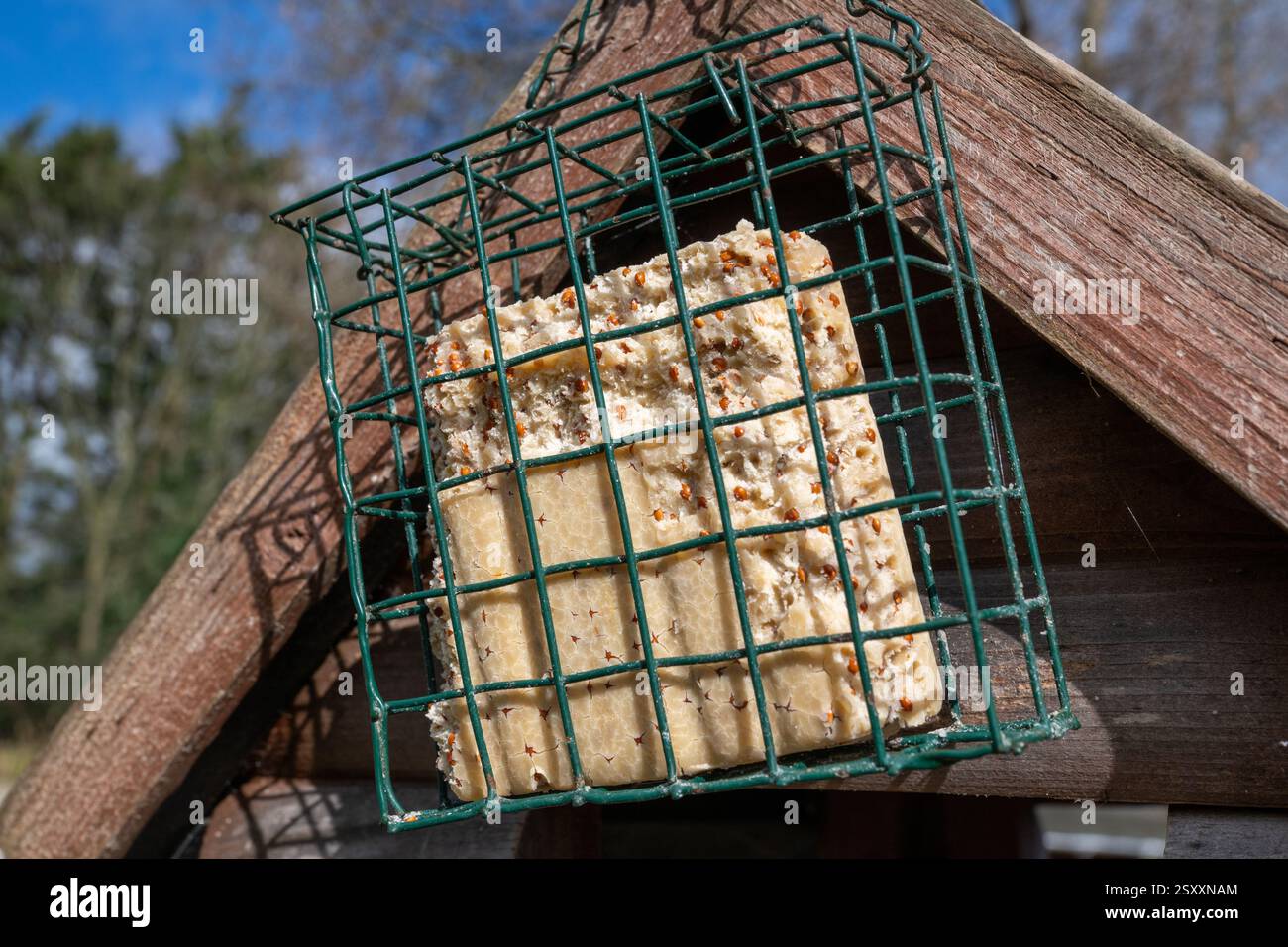 Alimentatore per uccelli a rete metallica con blocco di suet contenente un blocco di suet parzialmente mangiato. Foto Stock