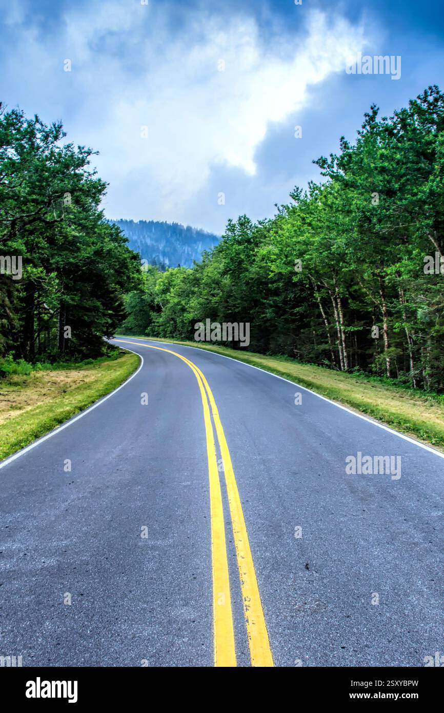 Strada con linee gialle e alberi sullo sfondo. La strada è vuota. Non c'è traffico Foto Stock