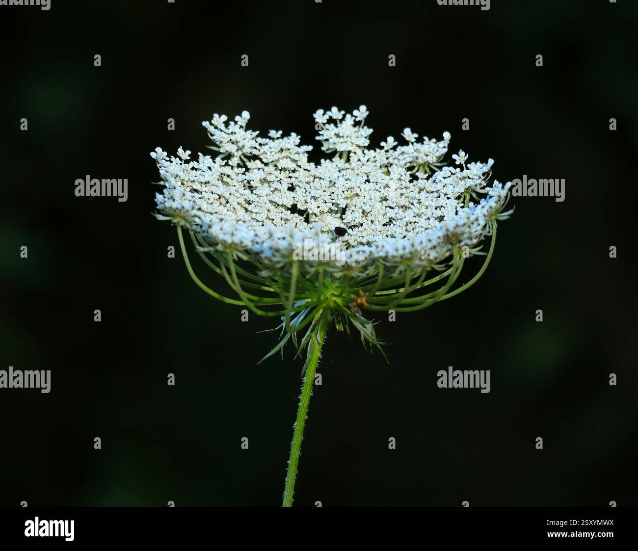 Daucus carota - i nomi comuni sono carote selvatiche, carote selvatiche europee, nido d'uccello, pizzo vescovile, pianta di stuzzicadenti e pizzo della regina Anna. Piena fioritura. Foto Stock