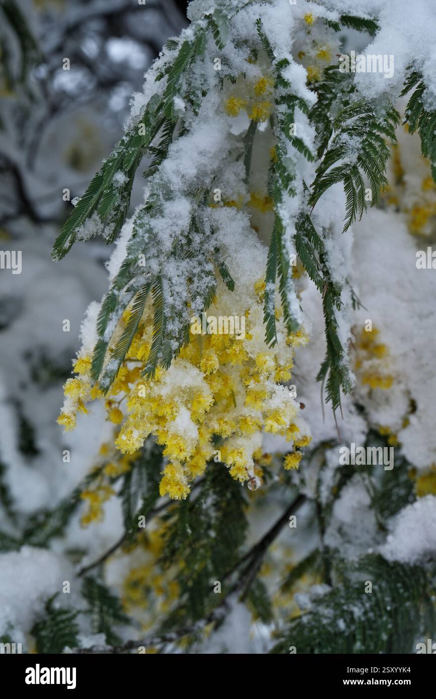 Mimosa nella neve. Fiori gialli nella neve. Foto Stock