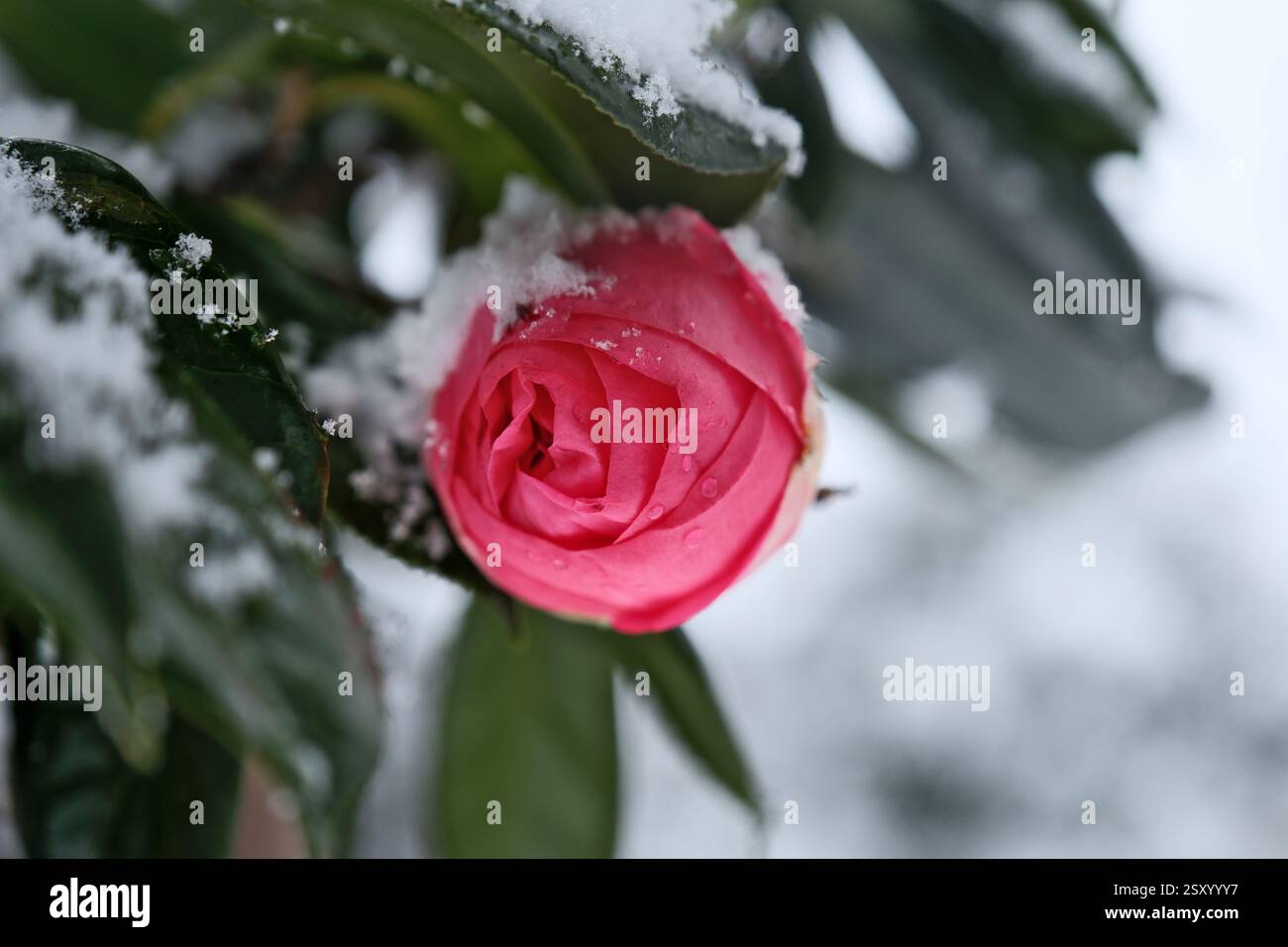 Neve sui fiori di una camelia nel giardino. Fiore di camelia rosa ricoperto di neve in inverno, primo piano Foto Stock