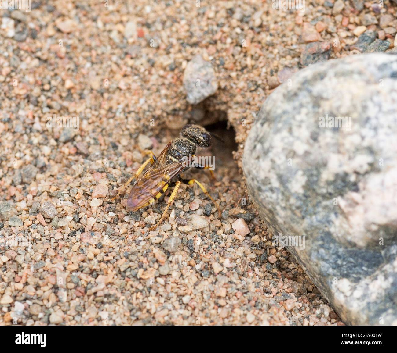 Beewolf Philanthus vespa predatoria solitaria fuori dai tunnel di scavo dentro per nidificare Foto Stock