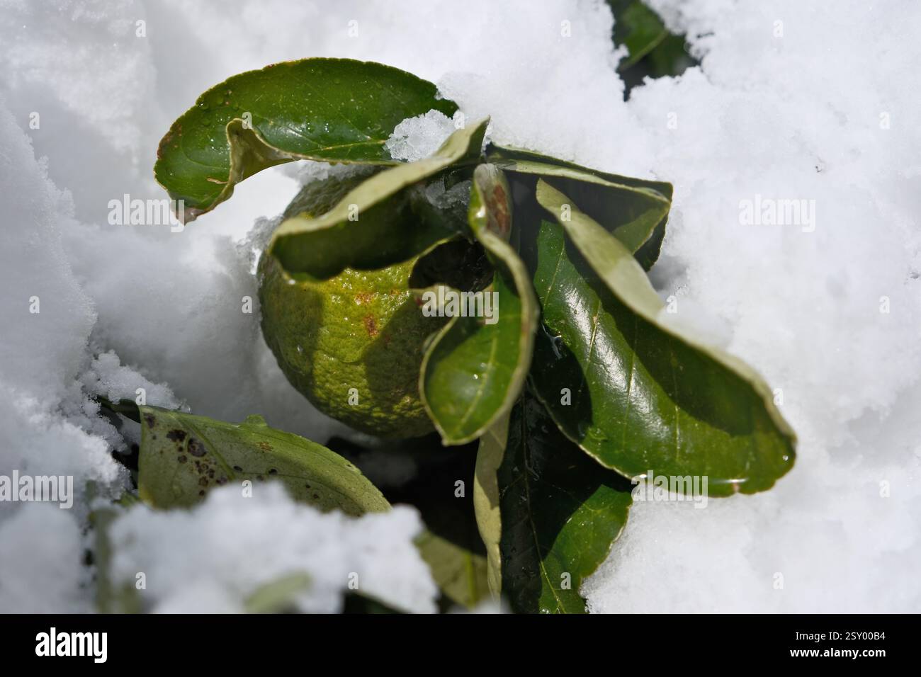 Mandarino verde sulla neve in inverno, primo piano. Mandarino verde con foglie nella neve Foto Stock
