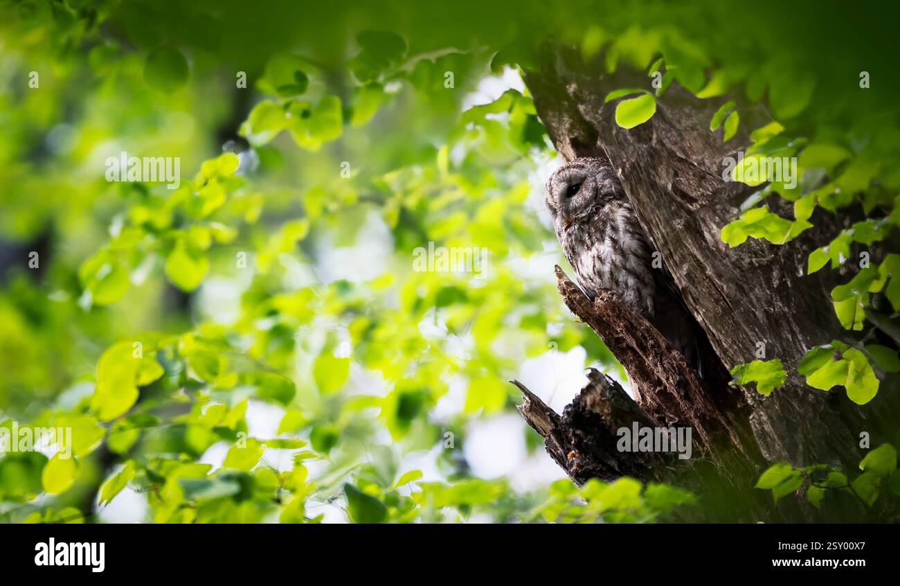 Un gufo Strix aluco guarda fuori dal suo nido verde e si crogiola ai raggi del sole, la foto migliore. Foto Stock