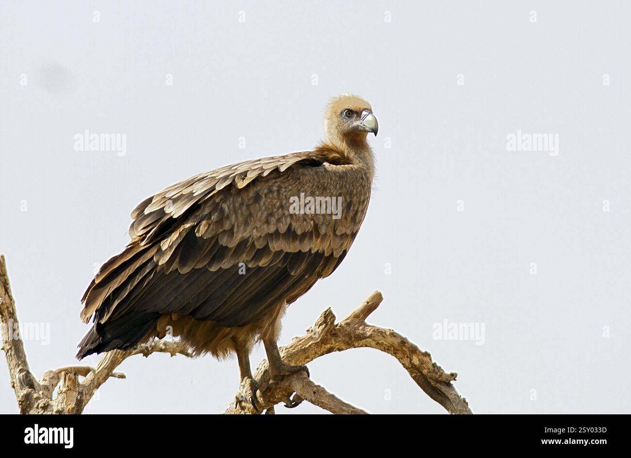 Indian silverbill, bikaner, Rajasthan, India, Asia Foto Stock