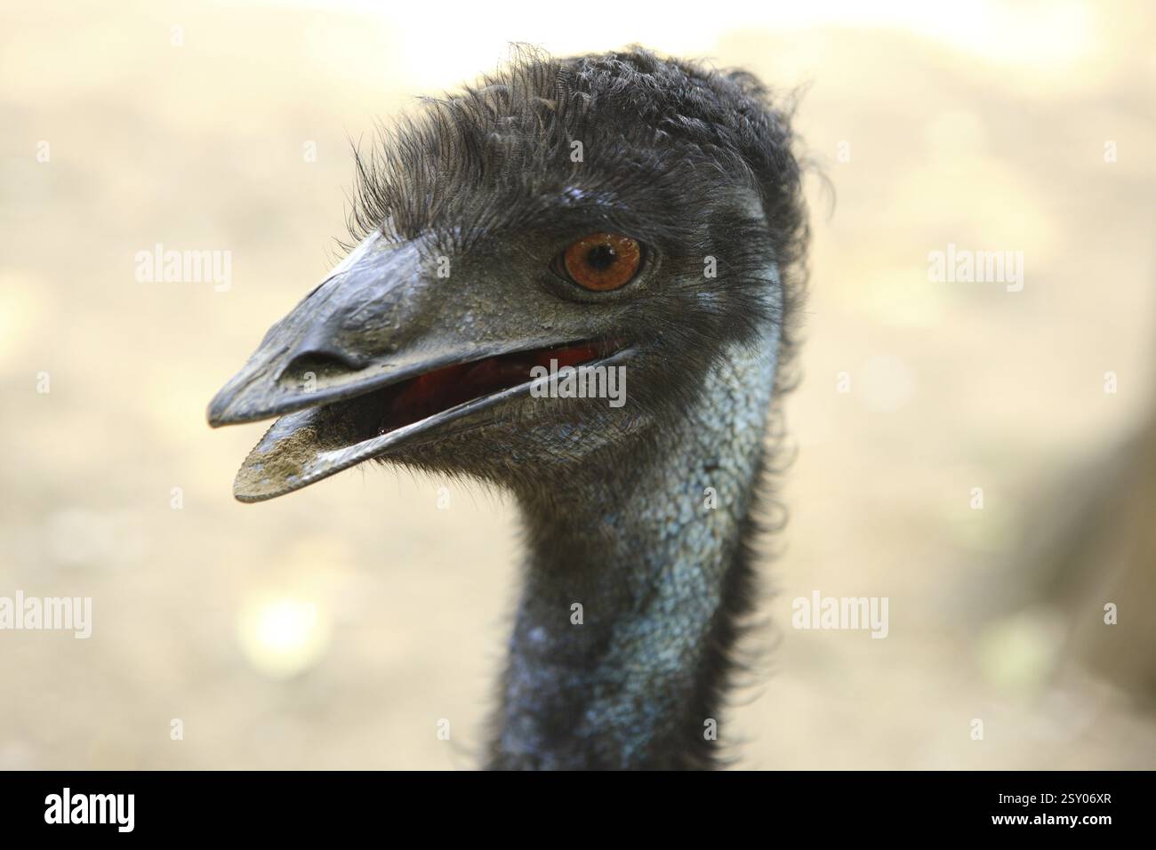 Struzzo dello zoo di Jamshedpur Jharkhand India Asia Foto Stock