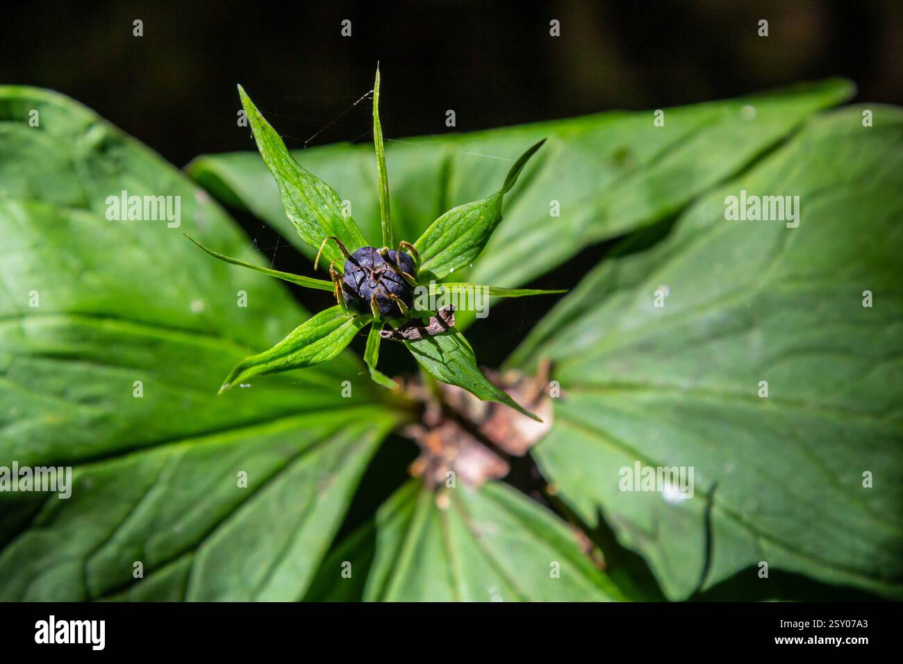 Pianta molto velenosa Raven's eye quadrifolia parigina a quattro foglie, nota anche come bacca o True Lovers Knot che cresce in natura in una foresta. Foto Stock