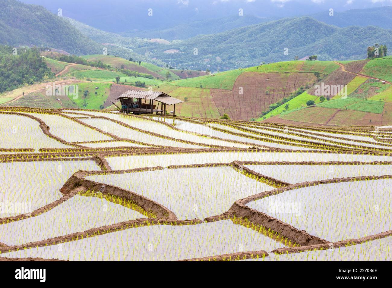 Terrazze di riso verdi a Ban Pa Bong Piang e capanne degli agricoltori all'inizio della stagione di semina del riso di metà anno nel distretto di Mae Chaem, Chiang mai Foto Stock