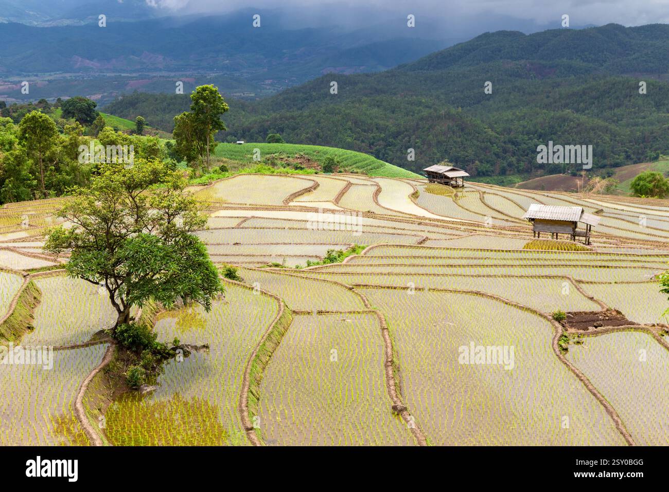 Terrazze di riso verdi a Ban Pa Bong Piang e capanne degli agricoltori all'inizio della stagione di semina del riso di metà anno nel distretto di Mae Chaem, Chiang mai Foto Stock