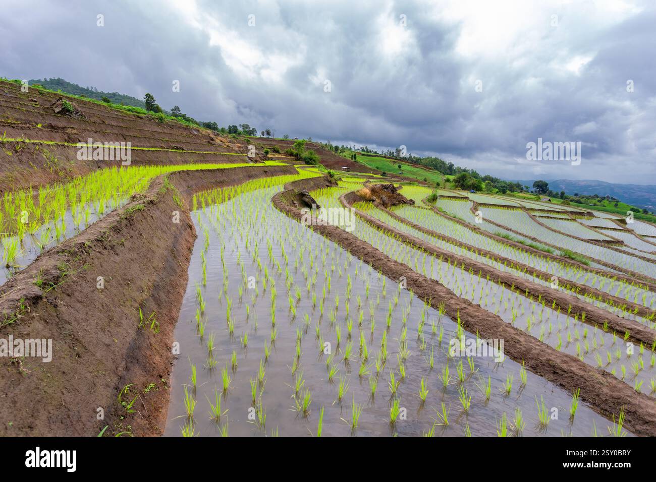 Terrazze di riso verdi a Ban Pa Bong Piang e capanne degli agricoltori all'inizio della stagione di semina del riso di metà anno nel distretto di Mae Chaem, Chiang mai Foto Stock