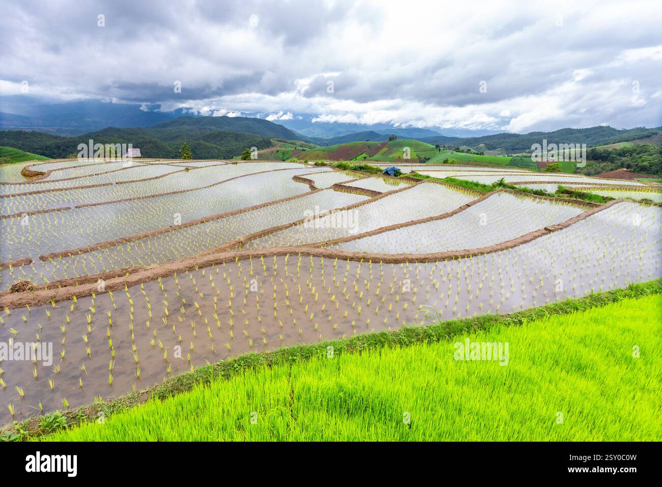 Terrazze di riso verdi a Ban Pa Bong Piang e capanne degli agricoltori all'inizio della stagione di semina del riso di metà anno nel distretto di Mae Chaem, Chiang mai Foto Stock