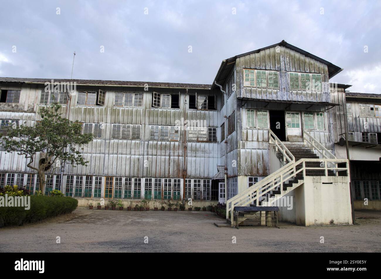 Fabbrica di tè, vagamon, Kerala, India, Asia Foto Stock