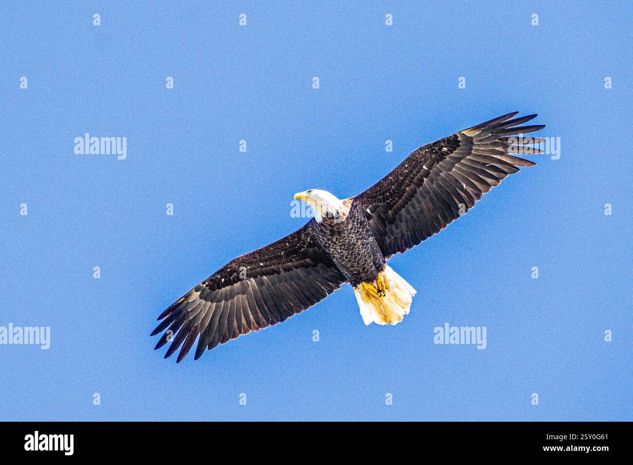 Aquila calva che vola nella parte inferiore dell'Haliaeetus leucocephalus maturo con ali allungate - apertura alare e cielo blu nella riserva naturale di Blackwater Foto Stock