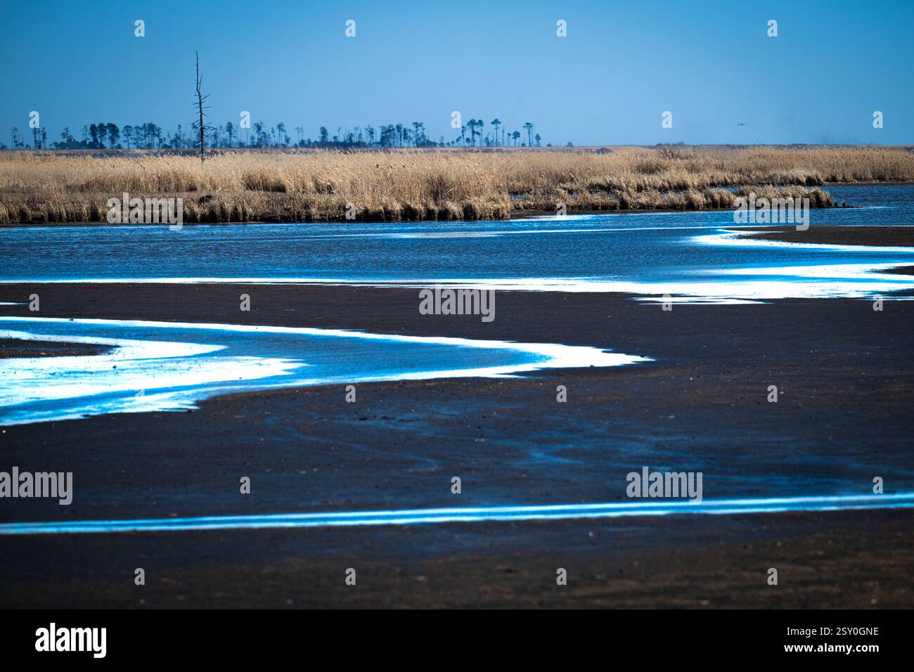 Canne al tramonto - Phragmites australis - erba paludosa invasiva nel Maryland Foto Stock
